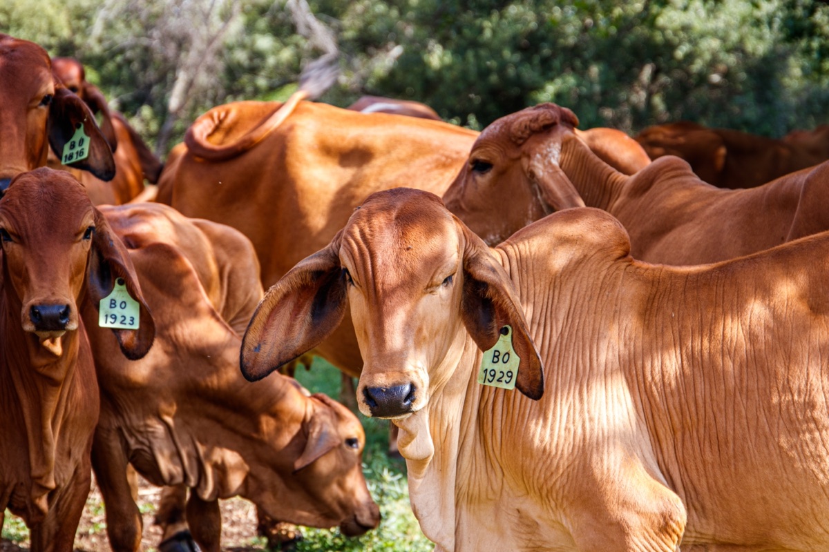 Desenvolvimento Agropecuário